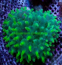 Picture of Green Bubble Anemone