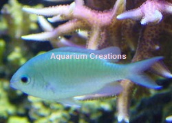 Picture of Blue Green Chromis