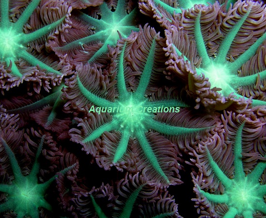 Picture of Neon Green Clove Polyps