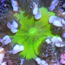 Picture of Ultra Green Rock Flower Anemone