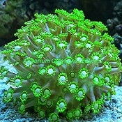 Picture of Neon Green Flower Pot Coral, Goniopora sp., Australia