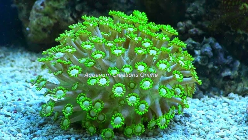 Picture of Neon Green Flowerpot Coral, Neon Green Gonipora sp.