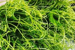 Green Gracilaria Algae