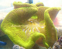 Picture of Green Saddle Carpet Anemone