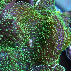 Picture of Neon Green Hairy Mushroom Coral, Rhodactis indosinensis 