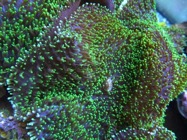 Picture of Neon Green Hairy Mushroom Coral, Rhodactis indosinensis