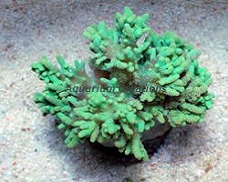 Picture of Green Finger Leather Coral, Sinularia notanda