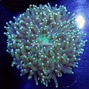 Picture of Long Tentacle Plate Coral,Heliofungia actiniformis, Australia