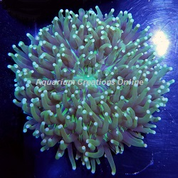 Picture of Emerald Green Long Tentacle Plate Coral, Australia