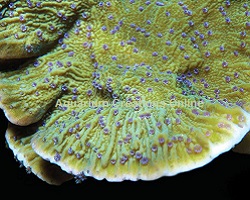 Picture of Blue Polyp Montipora Capricornis.