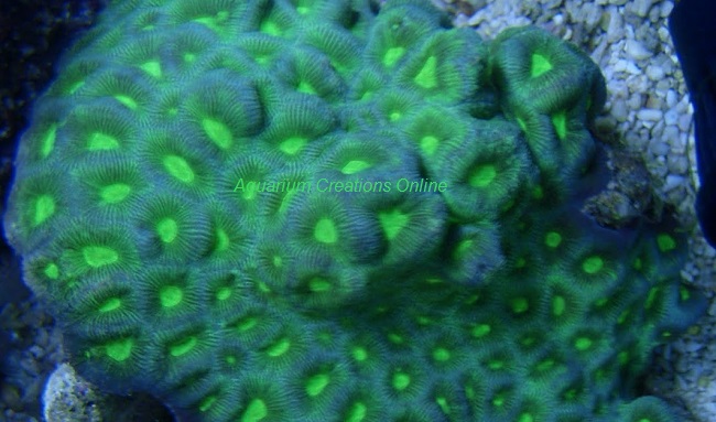 Picture of The Green Pineapple Brain Coral, scientific name Favia, from Australia