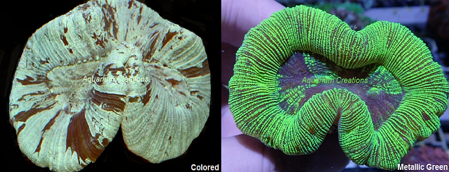 Picture of Open Green Open Brain Corals, Trachyphyllia radiata