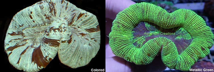 Picture of Aussie Green Open Brain Corals, Trachyphyllia radiata