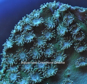 Picture of Green Pagoda Cup Coral, Turbinaria peltata