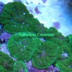 Picture of Green Hulk Rhodactis Mushroom Rock