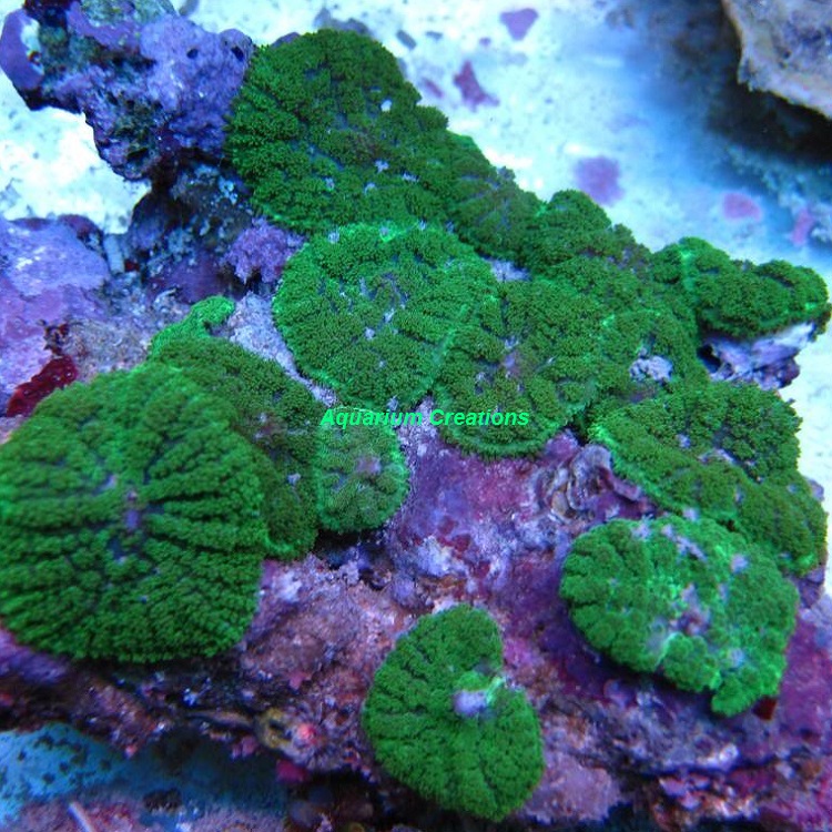 Picture of Green Hulk Rhodactis Mushroom Coral