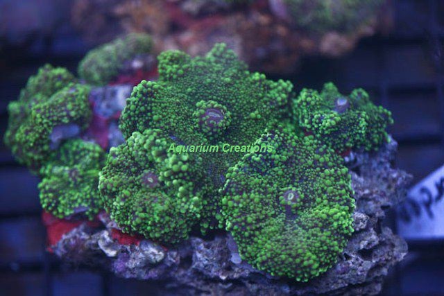 Picture of Green Pacific Yuma Ricordea