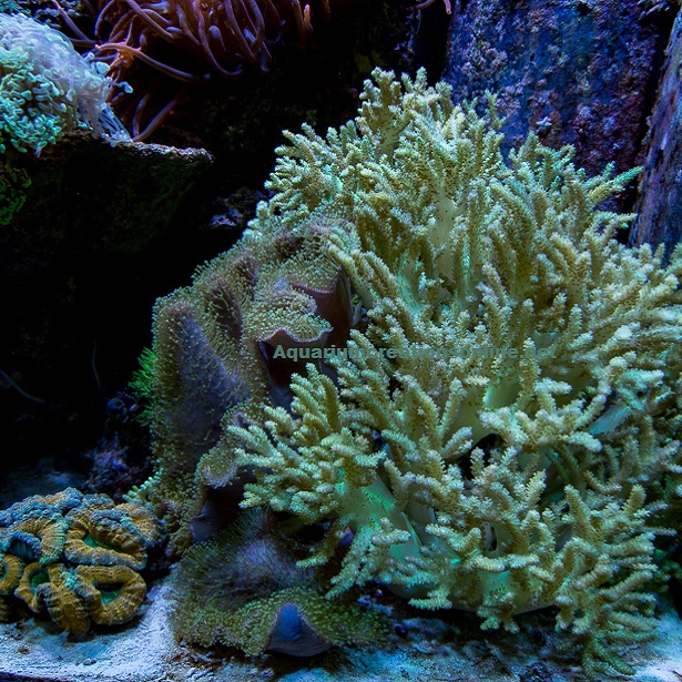 Picture of Australia Spaghetti Finger Leather Coral
