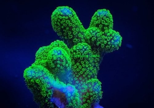 Picture of Aquacultured Green Stylophora pistillata Coral