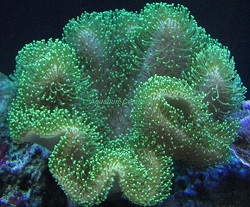 Picture of Green Toadstool Mushroom Leather Coral,Sarcophyton sp.