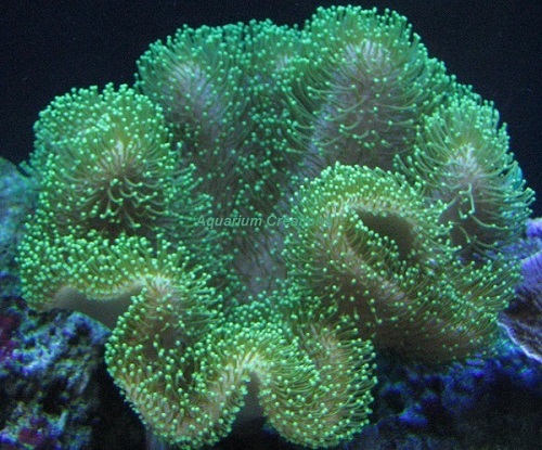 Picture of Green Toadstool Mushroom Leather Coral, Sarcophyton sp., Papua, New Guinea