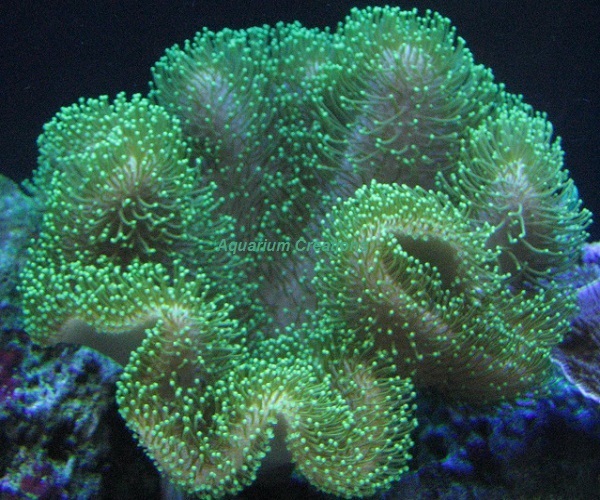 Picture of Japanese Green Toadstool Leather, Aquacultured