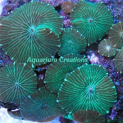 Picture of Mushroom Corals: Watermelon Mushroom Coral, Actinodiscus Sp.