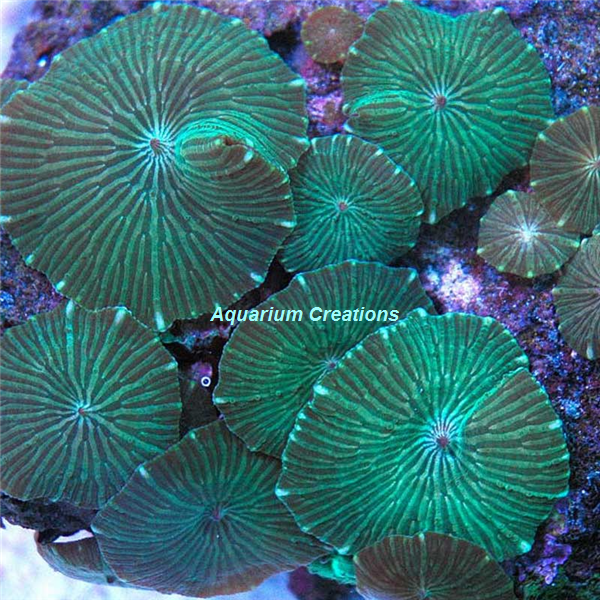 Picture of  Green Watermelon Mushroom Coral