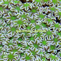 Picture of Australian Green and White Pipe Organ Coral