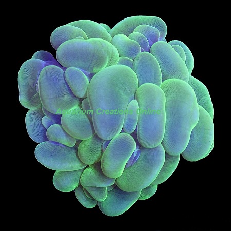 Picture of Green Bubble Coral, Australia