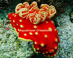 Picture of Strawberry Sea Slug