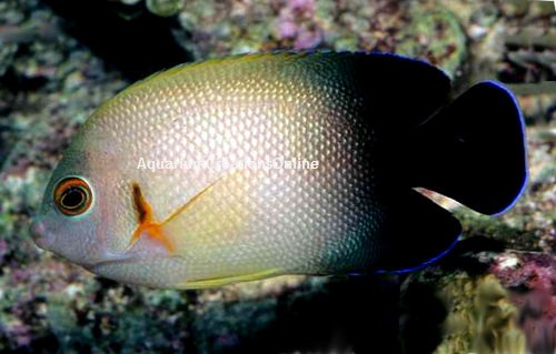Picture of Half Black Angelfish, Centropyge vroliki