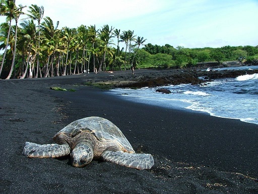 Picture of a Hawaii's Black Sand Beach