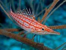 Picture of Hawkfish