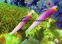 Picture of Helfrichi Firefish