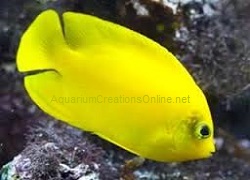 Picture of Yellow Angelfish