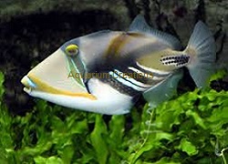 Picture of Huma Picasso Triggerfish, Rhinecanthus aculeatus