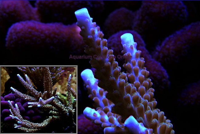 Picture of Indo Purple Tip Staghorn Acropora, Captive Grown