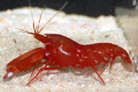 Picture of Japanese Snapping Shrimp aka Red Snapping Shrimp, Alpheus bisincisus
