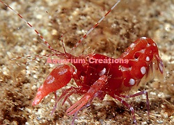 Picture of Japanese Snapping Shrimp