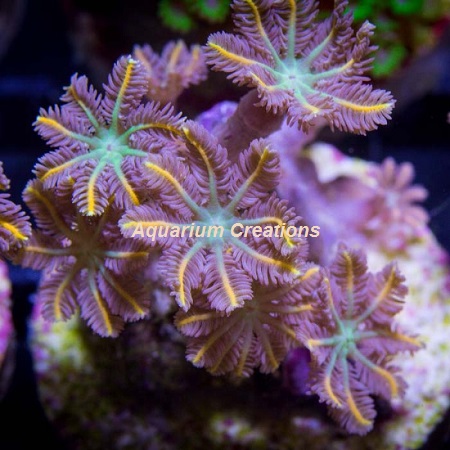 Picture of Aquacultured Kaleidoscope Clove Polyps