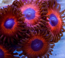 Picture of Keds Red Zoanthid's
