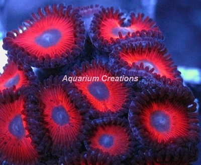 Picture of Keds Reds Zoanthid Polyps