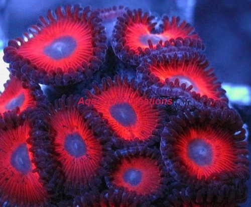 Picture of Keds Reds Zoanthid Polyps
