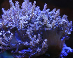 Picture of Kenya Tree Coral, Capnella sp.