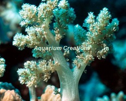 Picture of Green Kenya Tree Coral, Cladiella sp.