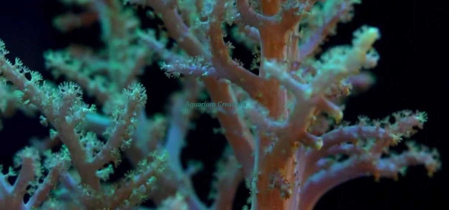 Picture of Green Kenya Tree Coral, Cultured