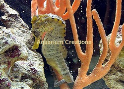 Picture of Kuda Seahorse, Captive-Bred