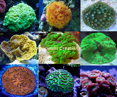 køkken nevø pålægge Reef Aquarium Beginners Corals:Beginner LPS Coral Package