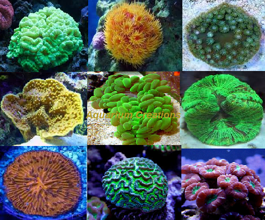 Picture of LPS Coral Package